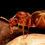 Thumbnail: Close-up macro image of Prenolepis imparis queen ant, showcasing detailed features and unique characteristics.