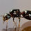 Thumbnail: Close-up macro image of Crematogaster cerasi queen ant, showcasing detailed features and unique characteristics.