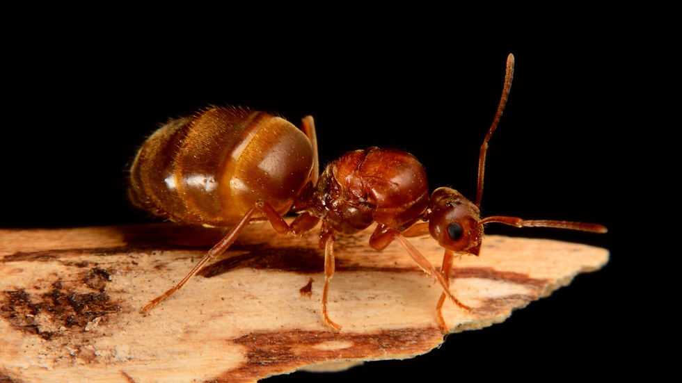 Thumbnail: Close-up macro image of Prenolepis imparis queen ant, showcasing detailed features and unique characteristics.
