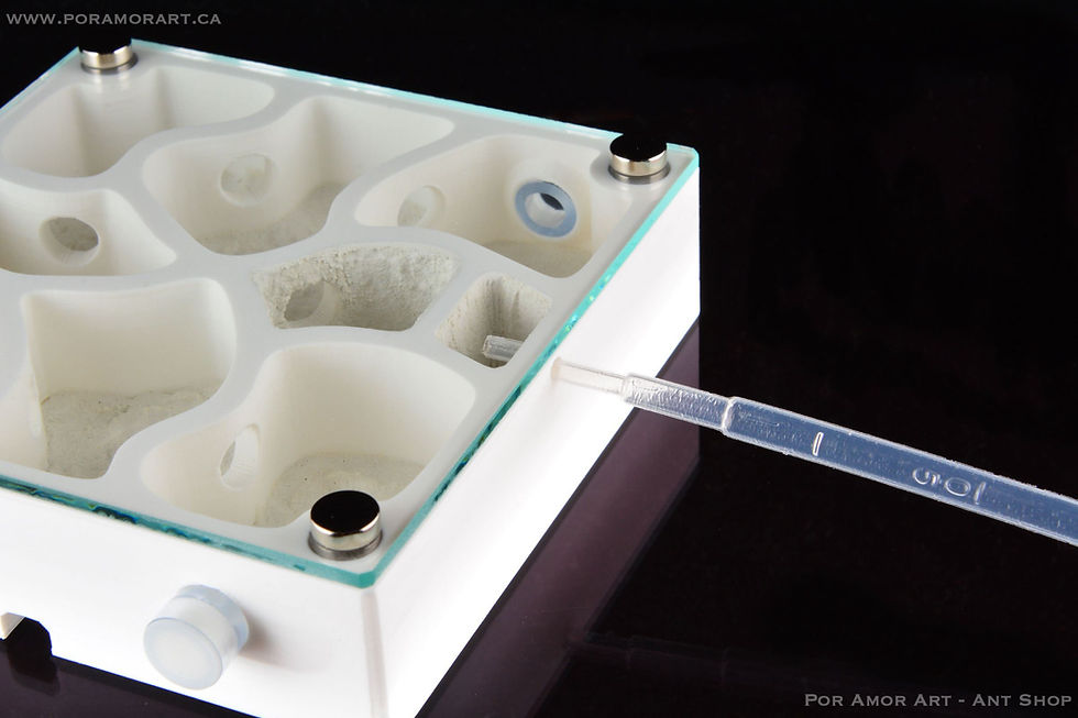 Thumbnail: addign water to formicarium