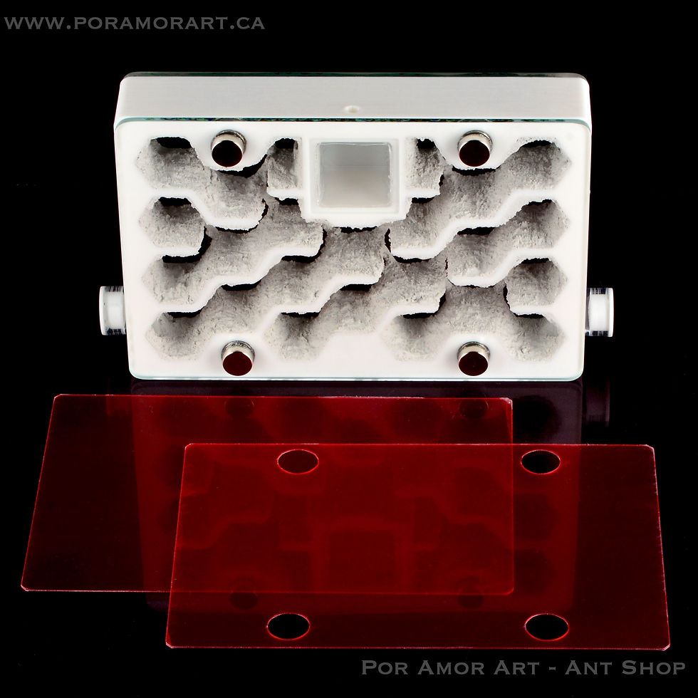 Thumbnail: formicarium with red film