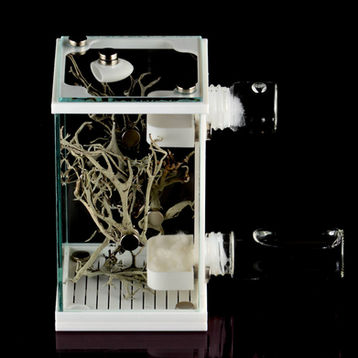 Jumping spider enclosure with watering jars and natural decorations.