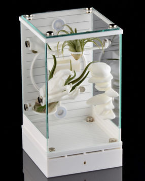 Glass enclosure decorated for pet jumping spider.