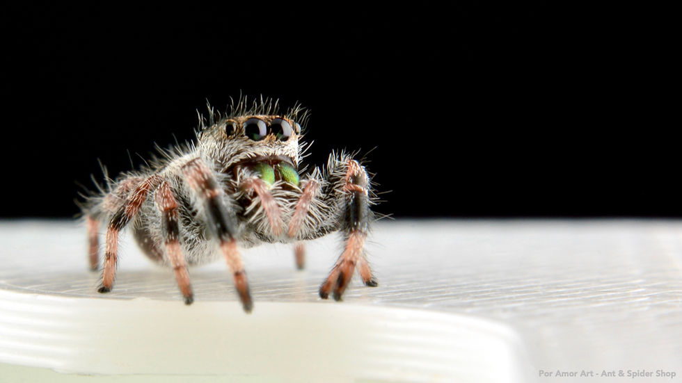 Thumbnail: Young Regal Jumping Spider showing metallic green chelicerae and curious upright pose.