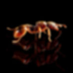 Close-up macro image of Stenamma brevicorne queen ant, showcasing detailed features and distinctive dark coloration.