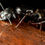 Thumbnail: Close-up macro image of Camponotus pennsylvanicus queen ant, showcasing detailed features and distinctive black coloration.