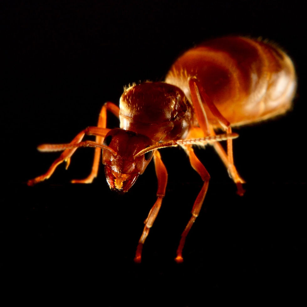 Thumbnail: Close-up macro image of Prenolepis imparis queen ant, showcasing detailed features and unique characteristics.