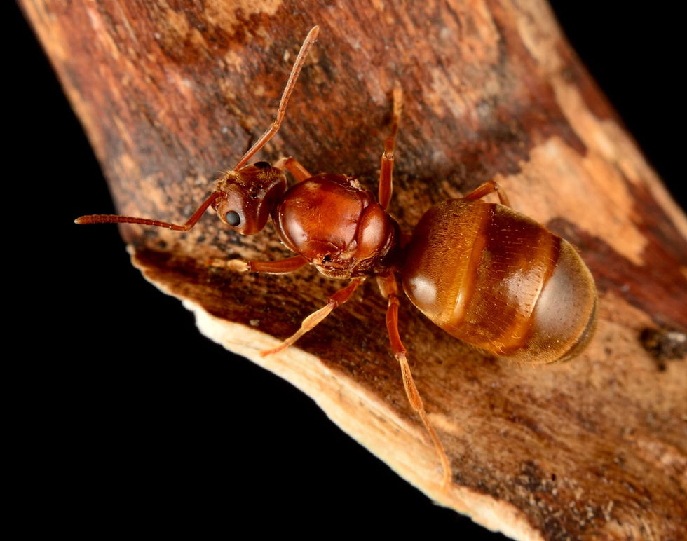 Thumbnail: Close-up macro image of Prenolepis imparis queen ant, showcasing detailed features and unique characteristics.