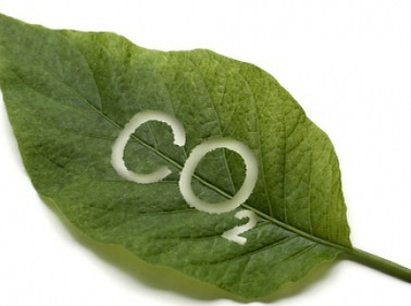o-carbono-e-a-amazonia-3.jpg