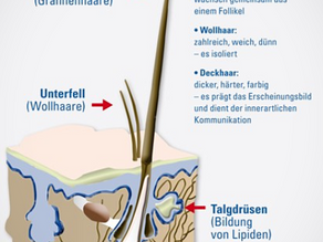 Fellsache und was sich darunter befindet