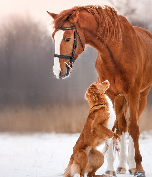 aromafluss hunde und pferdepflegeprodukte