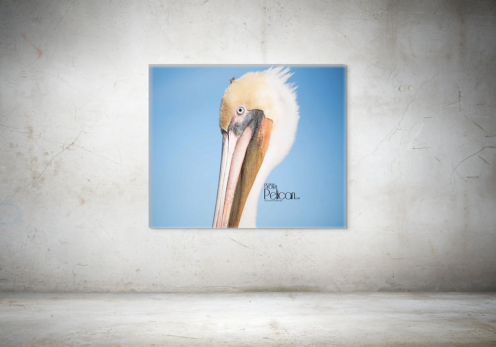 Thumbnail: Let The Pelican Bee