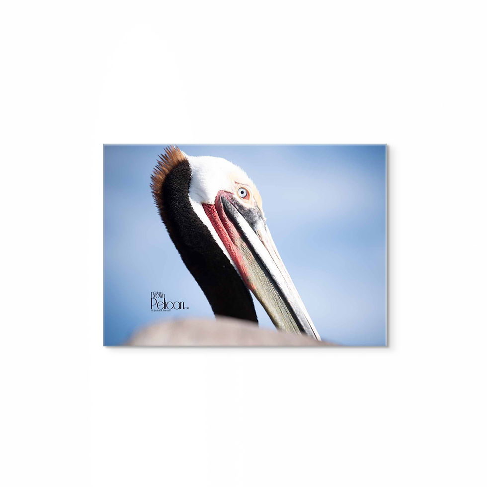 Thumbnail: The Original Pelican Blues L.E