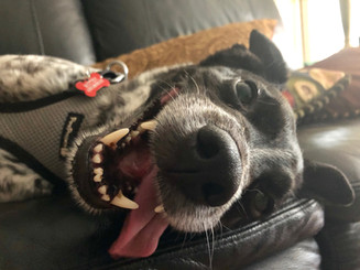 Motek the sweetie