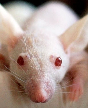 mouse.jpg