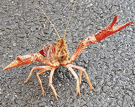 Cycleway Crayfish_edited.jpg