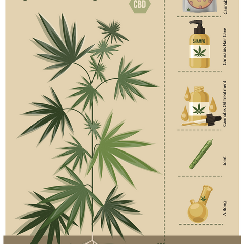 Uses of Cannabis – Infographic Poster