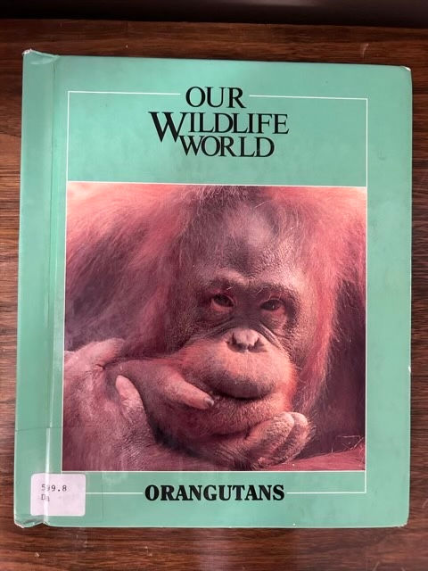 B11 Orangutans 