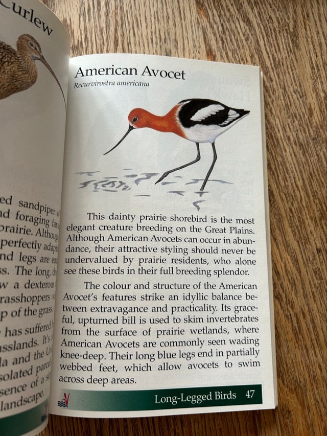 Thumbnail: L8 Prairie Birds 
