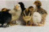 Raising Backyard Chickens FREE Online Event