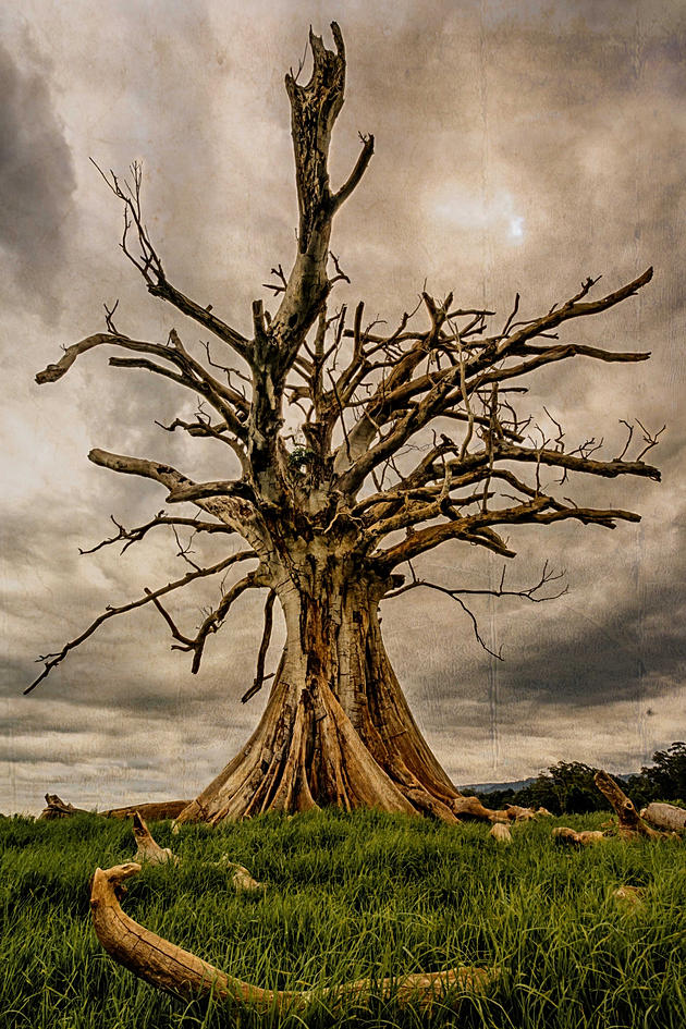 the old dead tree Light Stalking