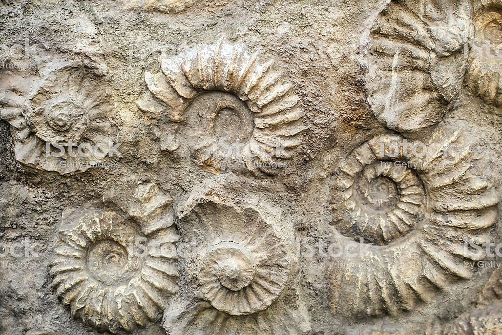 Fossile, raconte moi ton histoire !