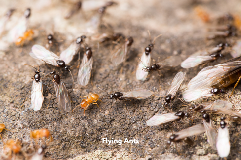 A swarm of flying ants on a bark