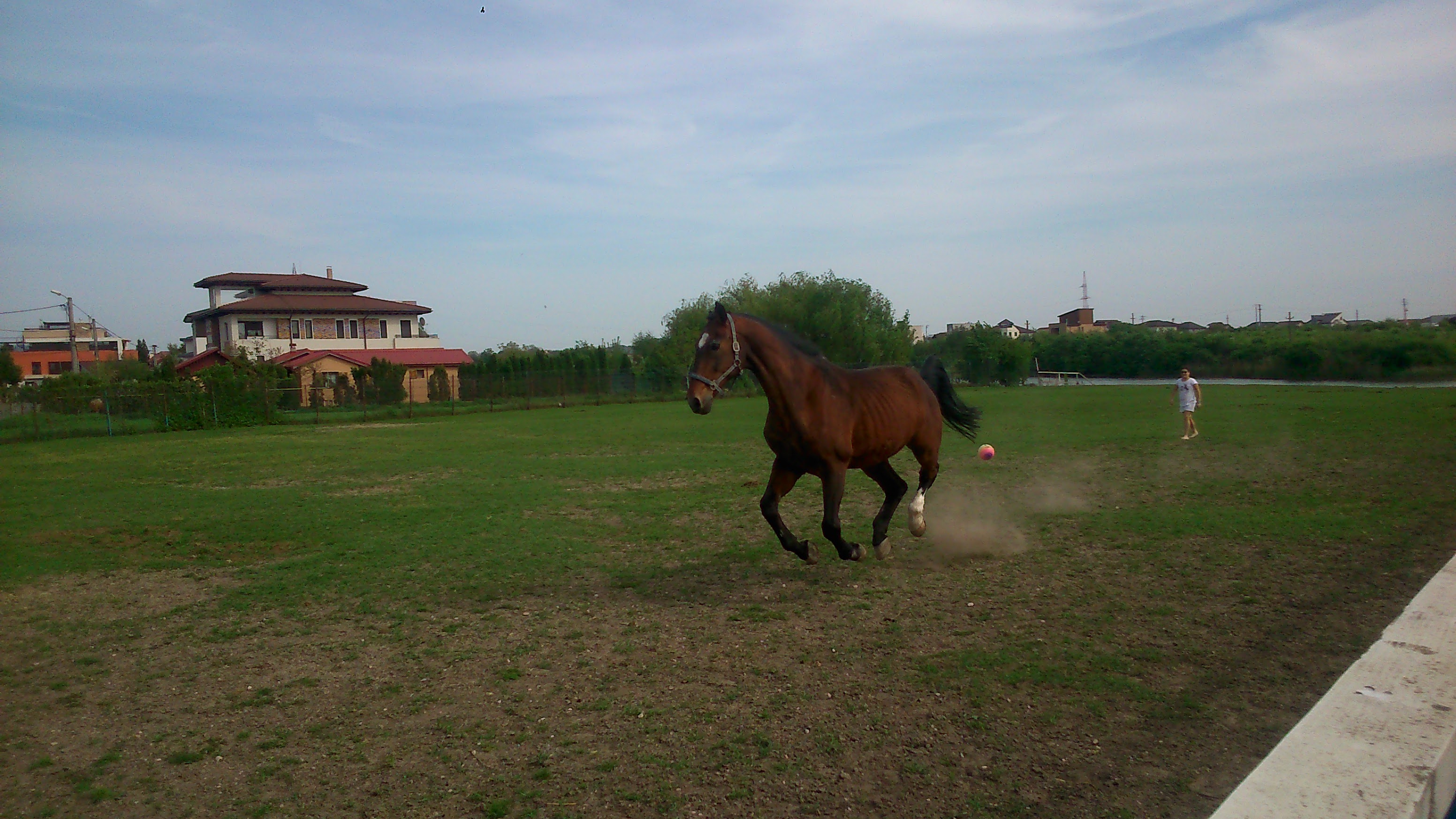 Wojan in galop