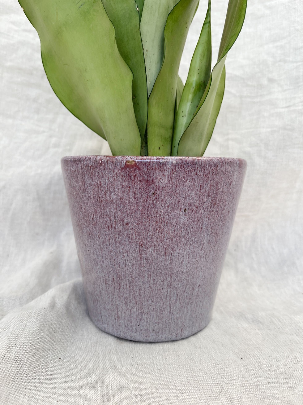 Thumbnail: Alicante Pot: Rose | D13cm
