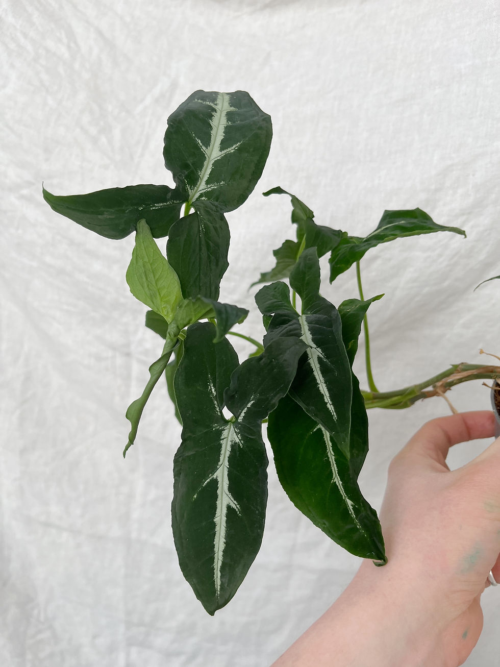 Thumbnail: Plants in Need: Syngonium wendlandii