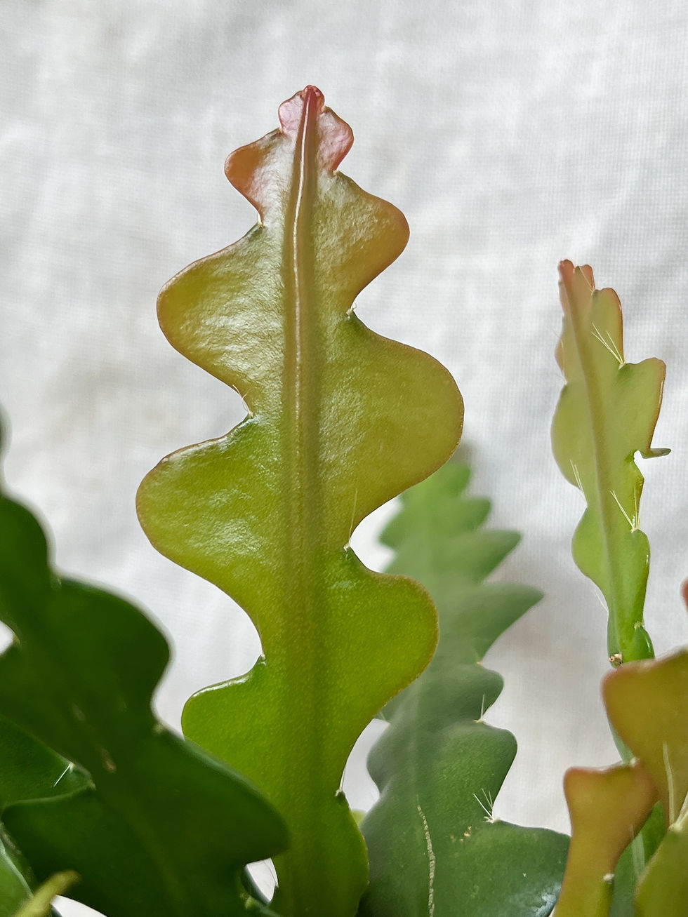 Thumbnail: Epiphyllum anguliger | Fishbone Cactus