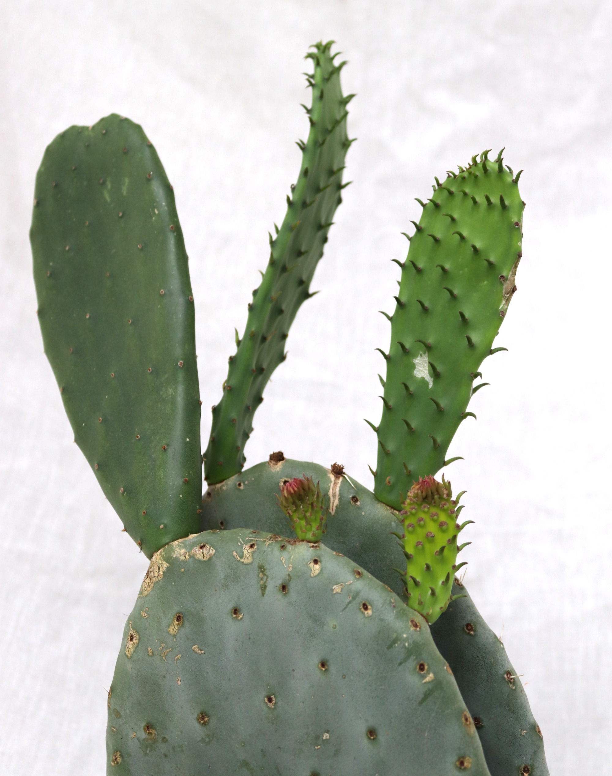 Opuntia indica | Prickly Pear Cactus