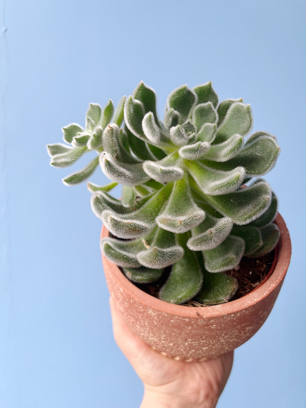 Thumbnail: Tripoli Pot | D12.5cm
