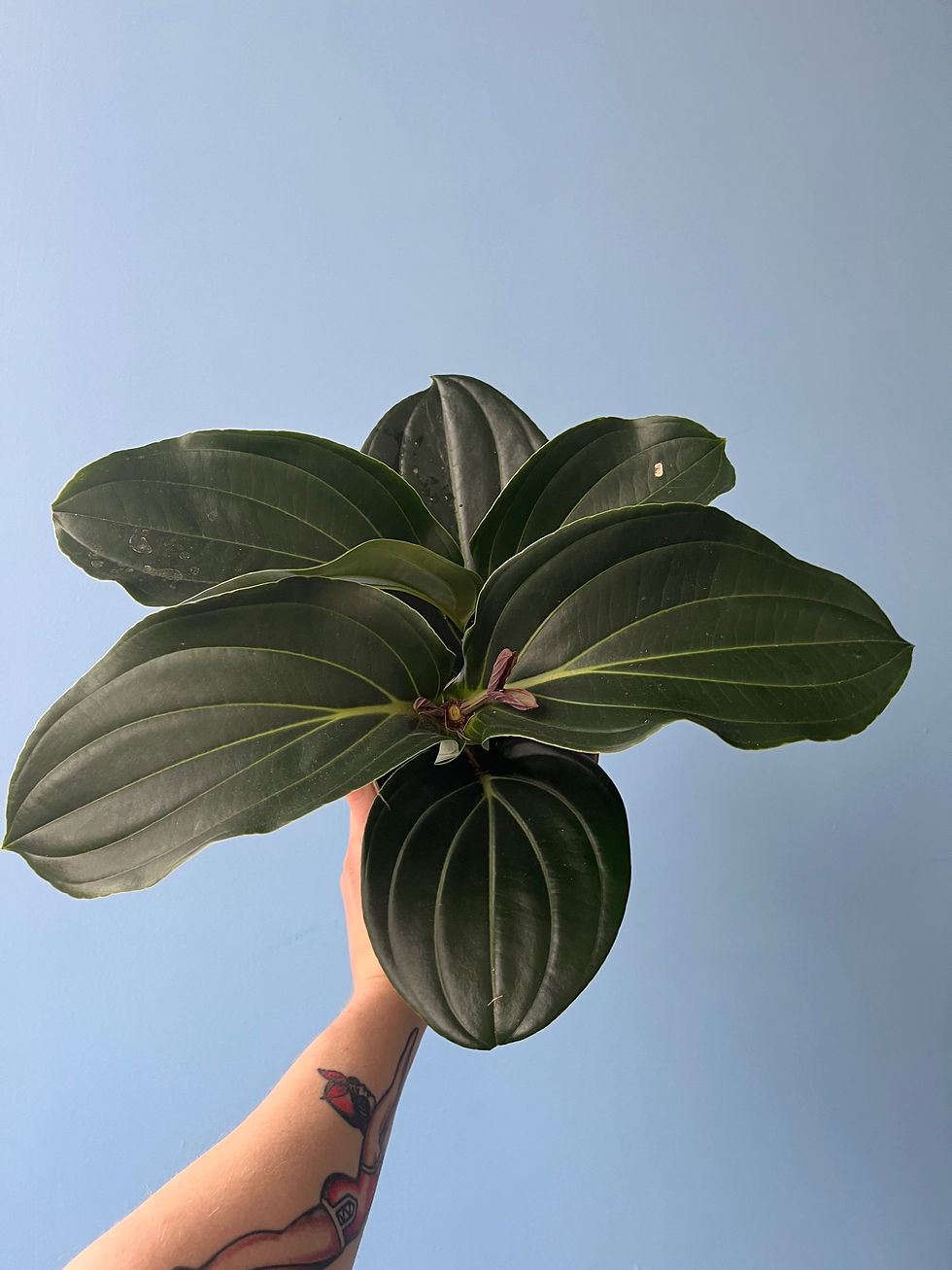 Thumbnail: Medinilla magnifica (Flowerless)