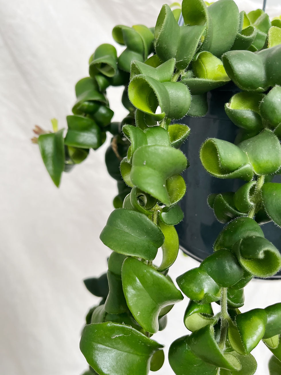 Thumbnail: Aeschynanthus 'Rasta' | Lipstick Plant