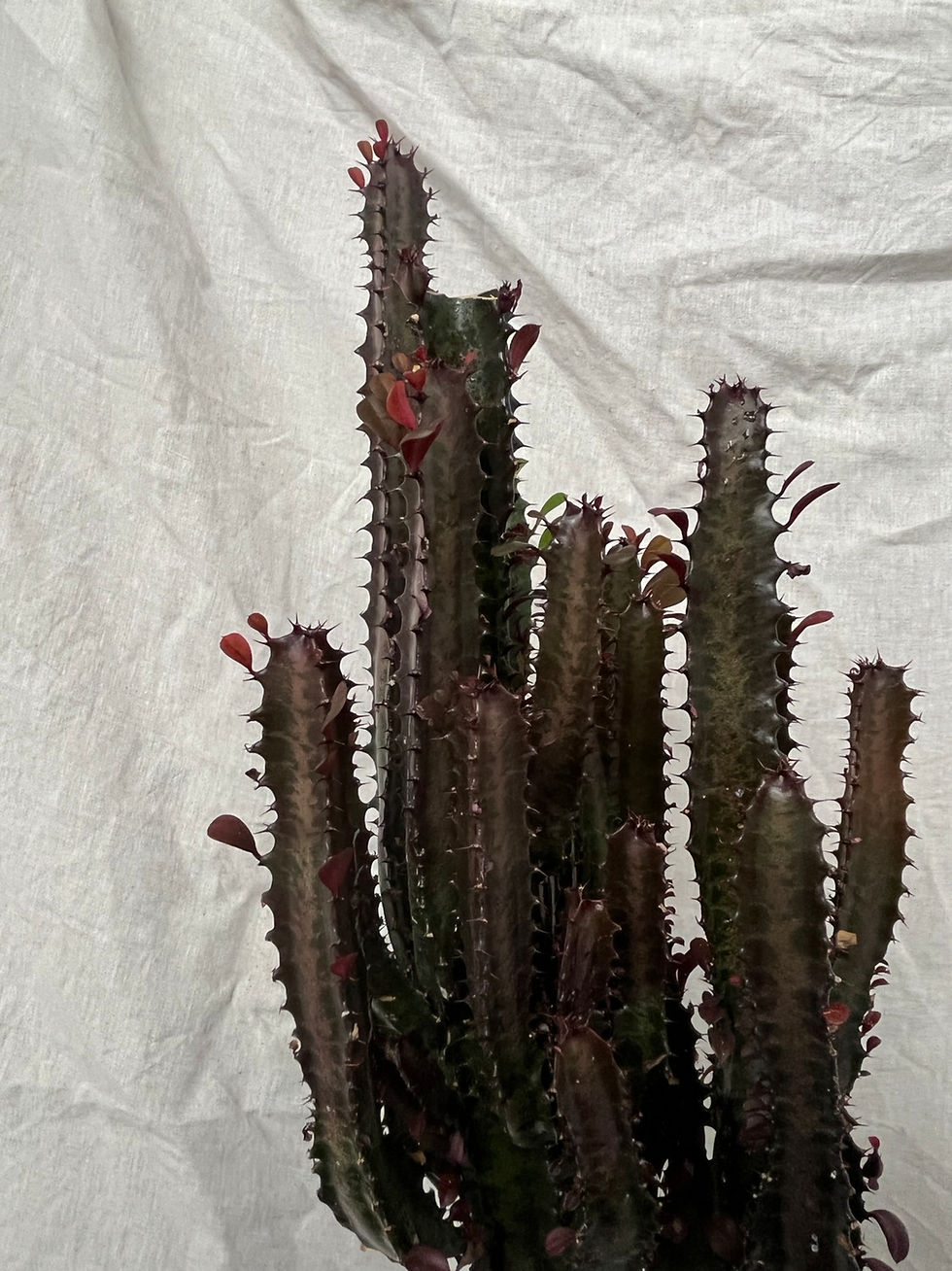 Thumbnail: Ern & Eugene the Euphorbia trigona rubra