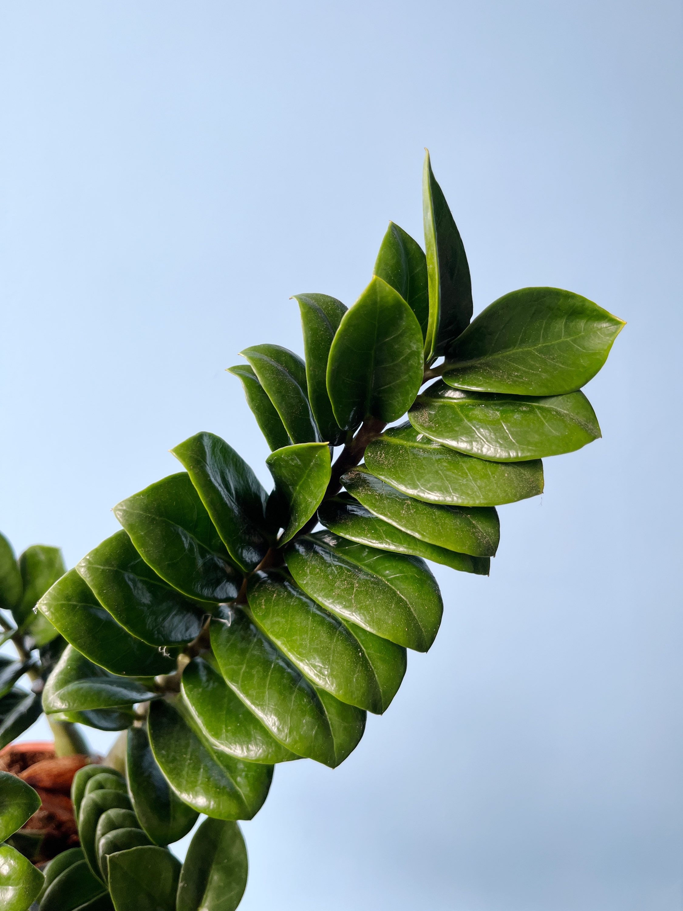 ZZ Plant 'Zenzi' | Zamioculcas zamiifolia