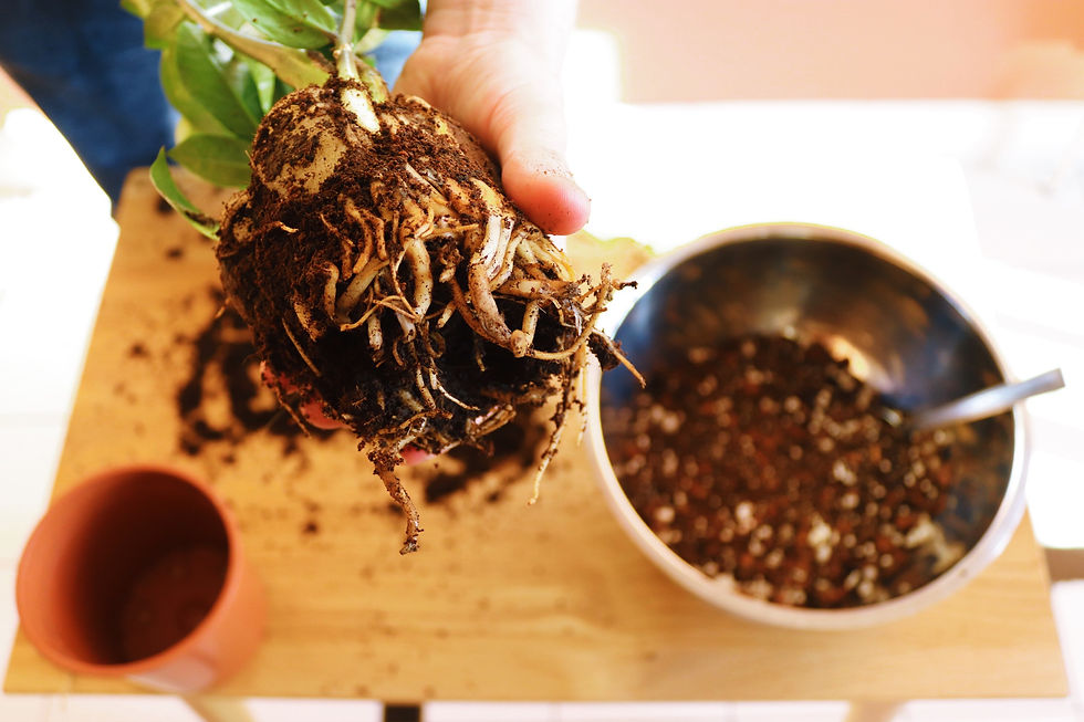 A ZZ plant's bare roots