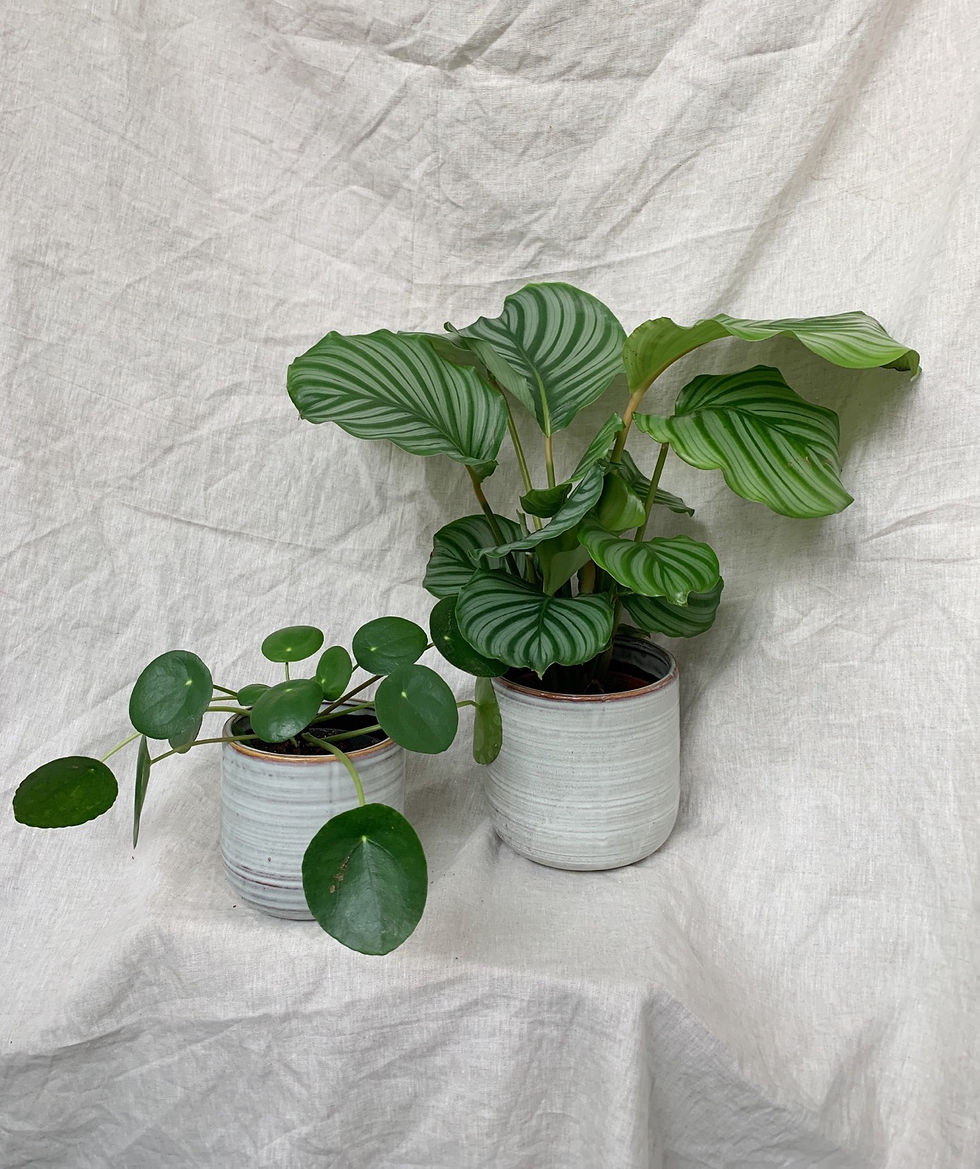 Thumbnail: Nimbus Pot | Multiple sizes