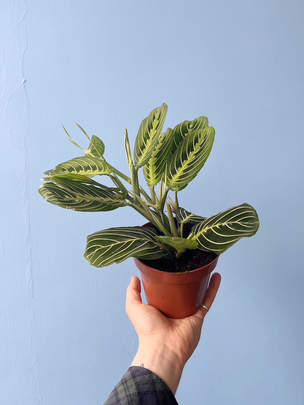 Thumbnail: Maranta leuconeura 'Lemon Lime' | Prayer Plant