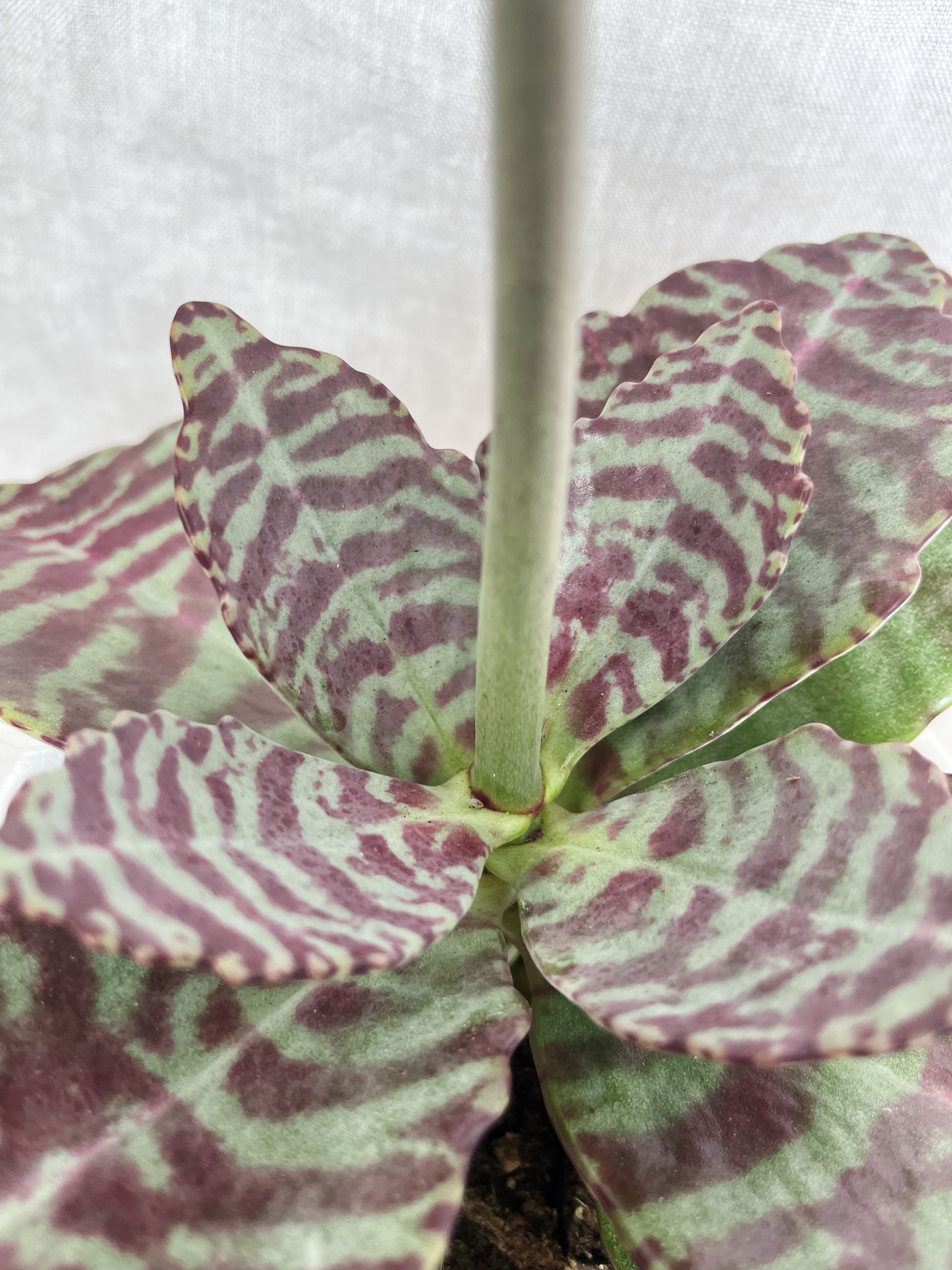 Kalanchoe humilis 'Desert Surprise'
