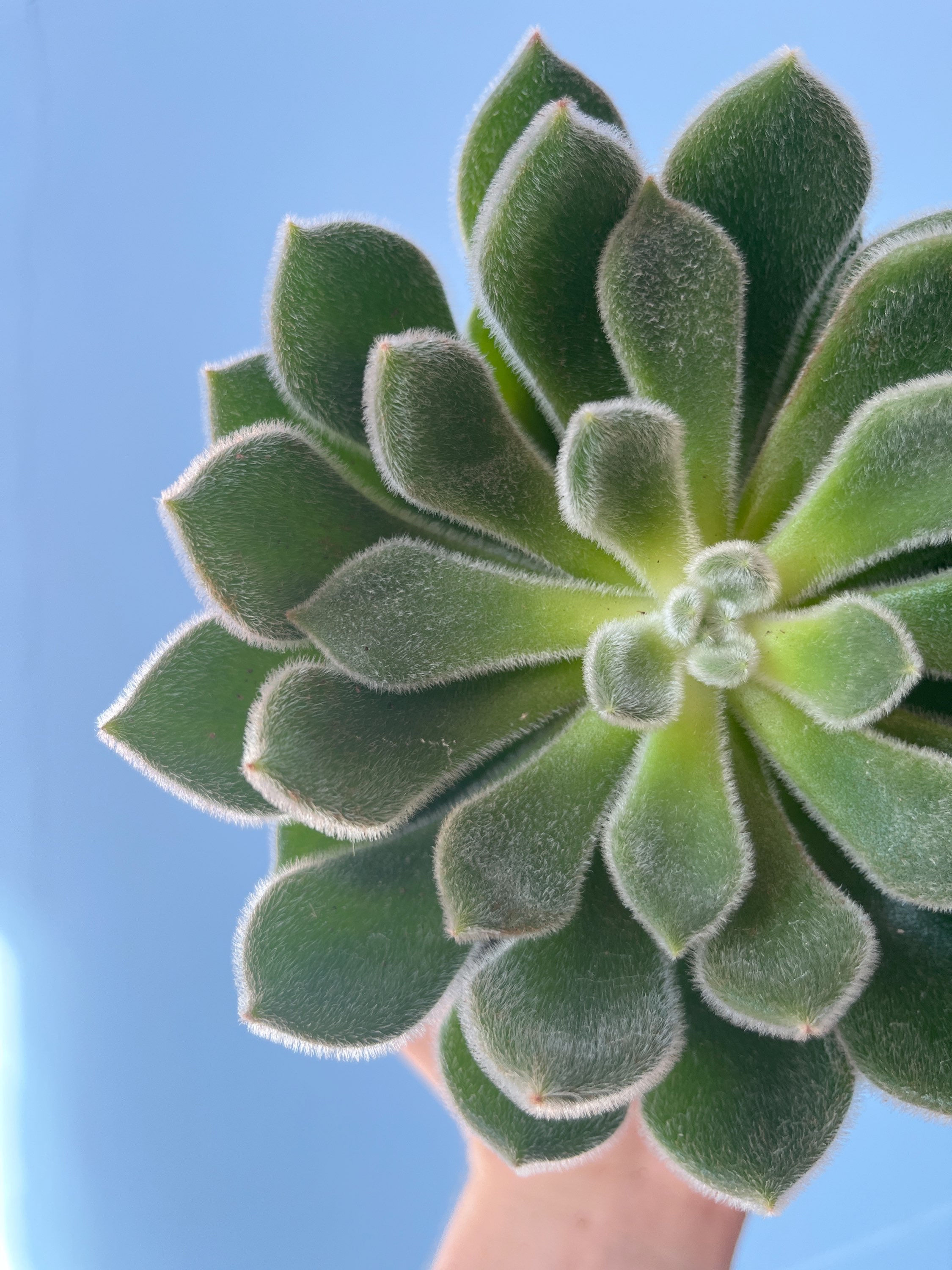 Echeveria setosa | Mexican Firecracker