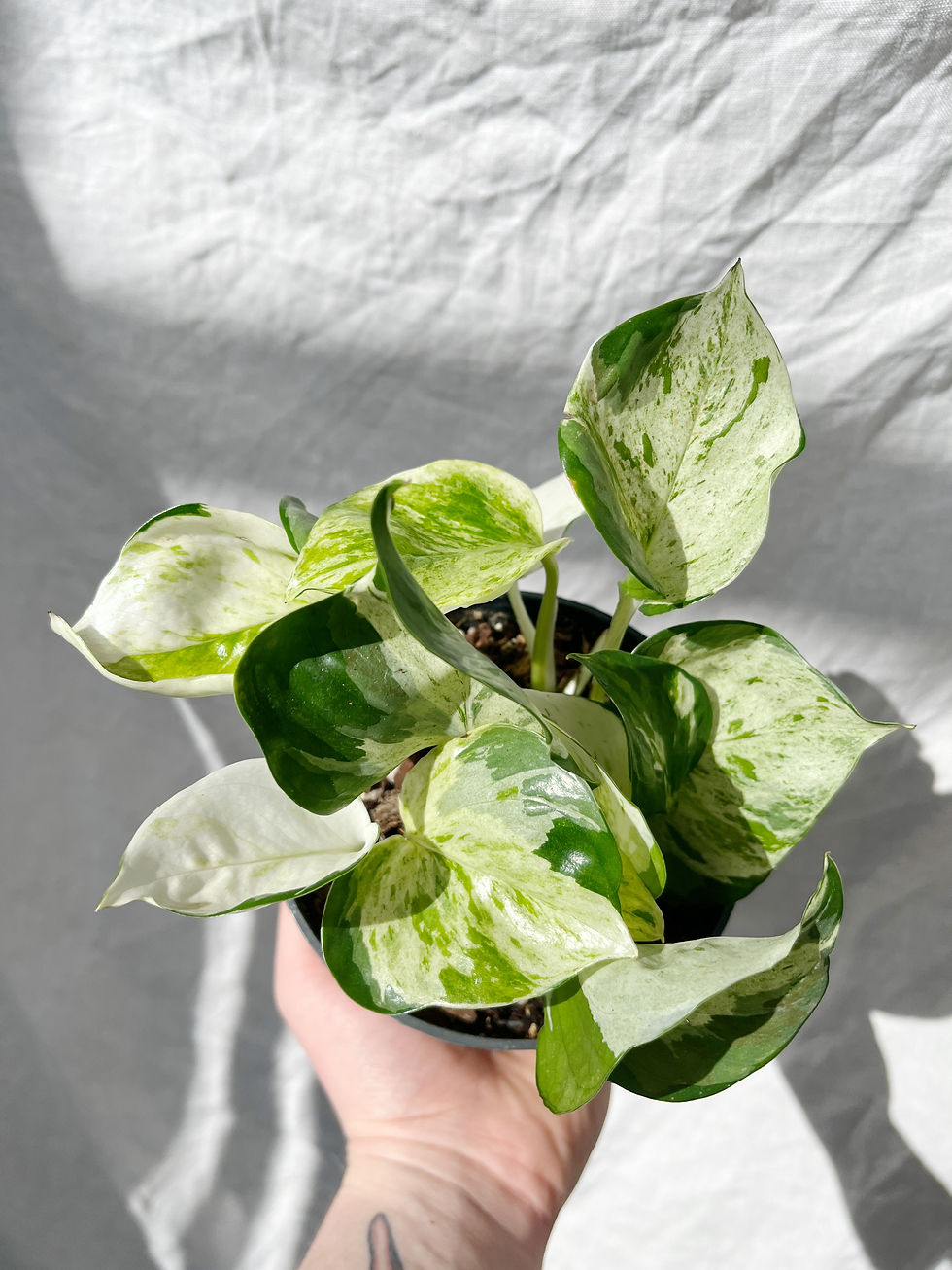 Thumbnail: Epipremnum 'Happy Leaf' | Happy Leaf Pothos