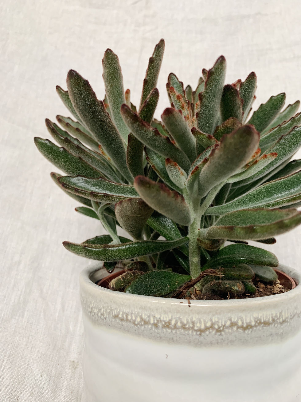 Thumbnail: Ern Pot D13cm