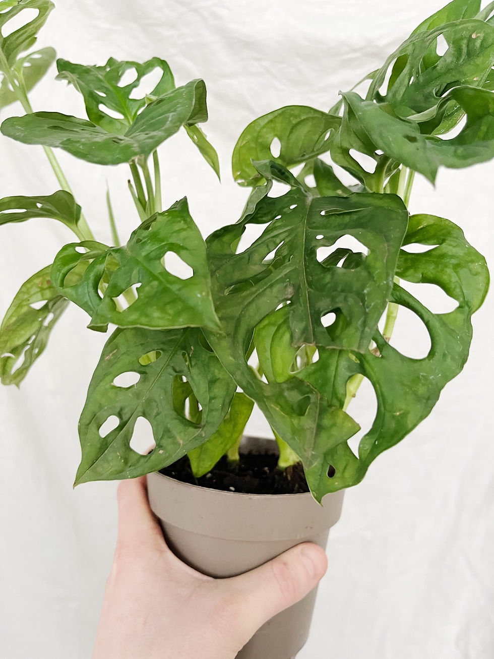 Thumbnail: Plants in Need: Monstera adansonii