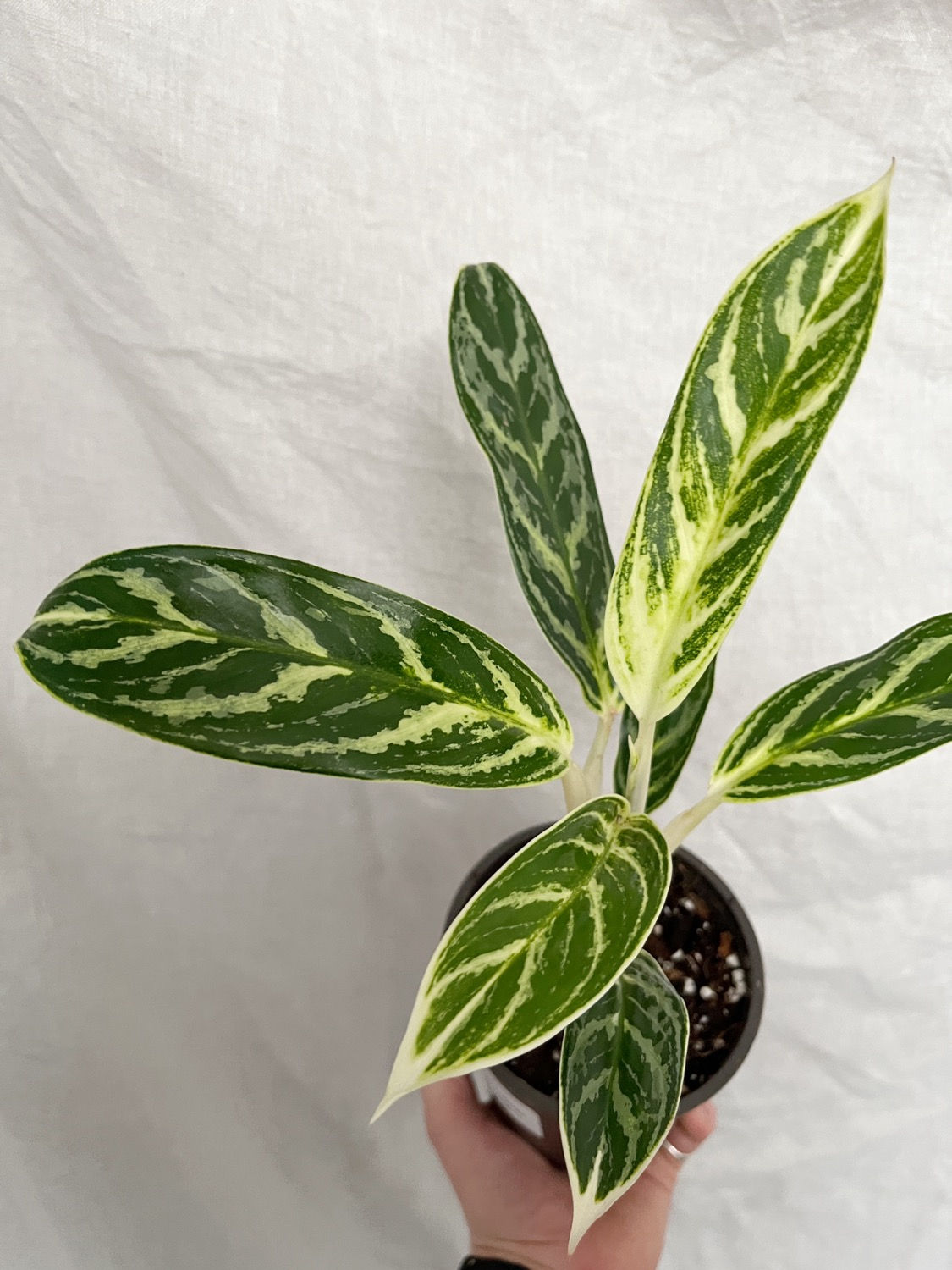 Plants in Need: Aglaonema 'Ivy Green'