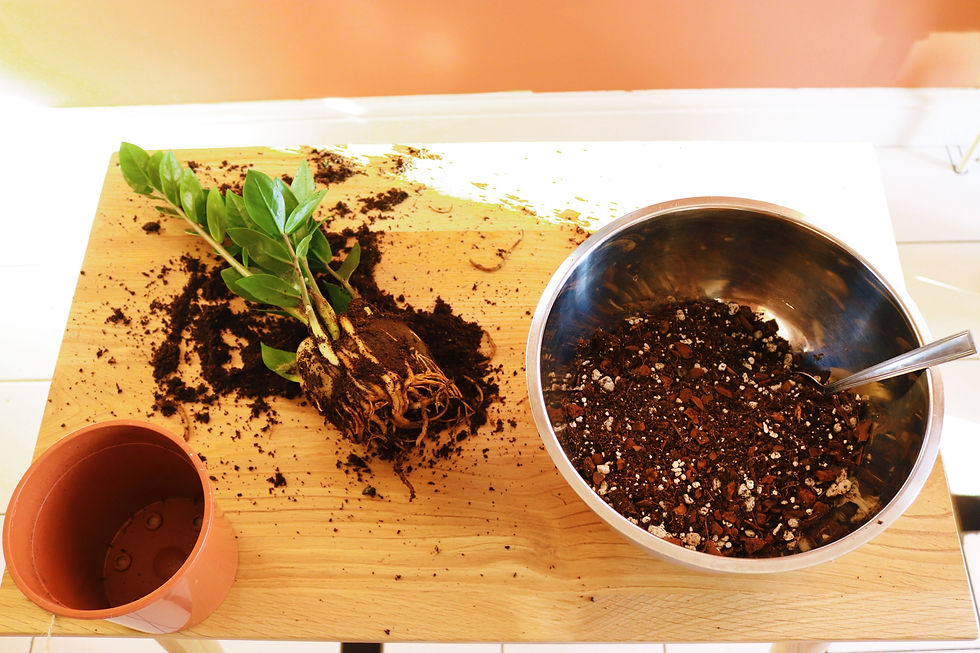 Unpotted plant with bare roots, a bowl of fresh soil and a new plastic pot