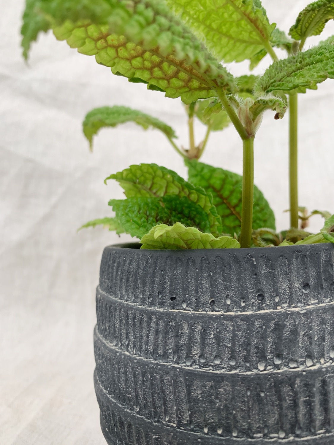 Black Window Pot | Multiple sizes