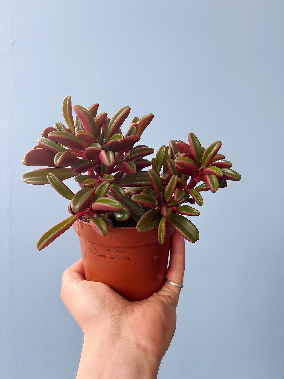 Thumbnail: Peperomia graveolens | Ruby Glow Peperomia
