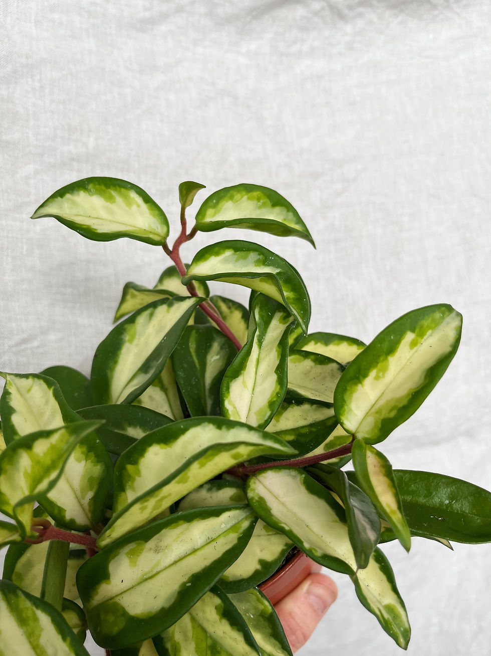 Thumbnail: Hoya carnosa 'Tricolour’